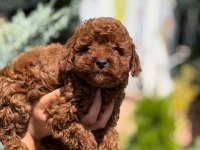 IRK GARANTİLİ POODLE