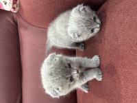Sevimli scottish fold bebekler yeni yuvasını arıyor