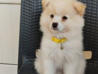 Pomeranian spitz