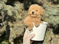 A+ Maltipoo Yavrular