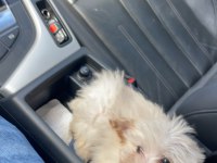 3 aylık aşıları tam karneli safkan 0 benden maltese