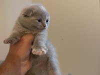 Kahve rengi scottish fold