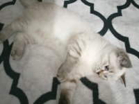 3 aylık siyam kedimi sahiplendirme