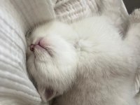Masmavi orijinal british shorthair bebekler