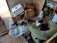 Border collie av köpeği melezi