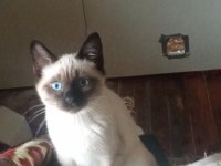 3 aylık siyam kedisi