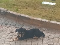 Küçük ırk şivava
