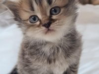 1 AYLIK BRITISH LONGHAIR YAVRULAR