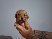 Oyuncaktan farksız poodle