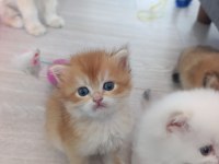 Saf kan golden minik kediler