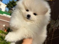 Sevimli pomeranian boo bebekler