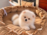 Show Class Pomeranian Boo 