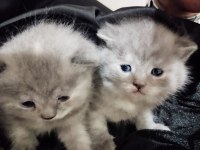 Scottish fold yavruları 25 günlük
