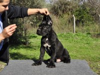 şecere belgeli ırk ve sağlık garantili cane corso yavrular