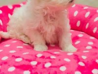 TEACUP KORE MALTESE SECERE BELGELİ