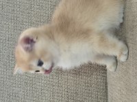 Safkan Cins Garantili Golden British Shorthair