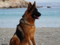 2 YAŞINDA EĞİTİMLİ A ŞECERELİ DİŞİ ALMAN KURDU