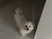 6 aylık maltese terrier