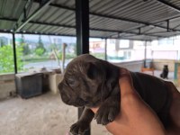 Cane Corso Dev Yavrular