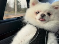 2 Yaşında Pomeranian Prenses Nova Yeni Yuvasını Arıyor