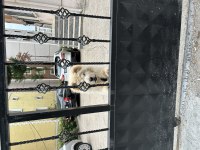 Tatlılar tatlısı çin aslanı köpeğimiz mars