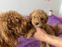 RED BROWN TOY POODLE YAVRU