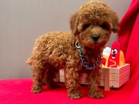Safkan Toy Poodle Bebekler