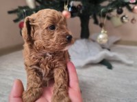 Safkan Toy Poodle Erkek Yavru Sevecen, Zeki ve Oyncu Dost