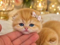 Golden British Shorthair Altın Bebekler