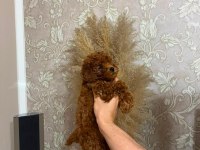 Oyuncu bakımlı toy poodle erkek