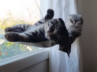 Sevgi pıtırcığı scottish fold