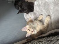 Renk güzelleri maine coon