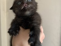 Scottish fold yavru kedimiz