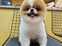 Oğluma eş arıyorum çiftleştirmek için pomeranian boo