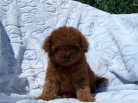 TEACUP TOY POODLE
