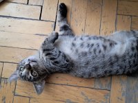 İKİ MİNİK KARDEŞ KEDİMİZ YUVA ARIYOR