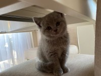 British shorthair dişi erkek yavrularım