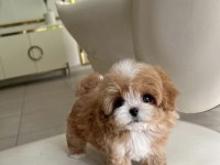 Kore Maltipoo Bebekler