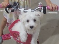 3,5 aylık Erkek Maltipoo