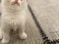Ragdoll Yavrular 40 Günlük