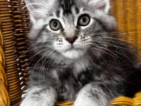 MAİNE COON DEV YAVRU KEDİLER UYGUN A VERİYORUM