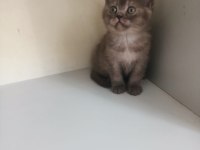 2 aylık british shorthair cinsi kediler