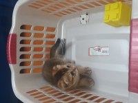 Black Golden Scottish Fold Erkek Yavru