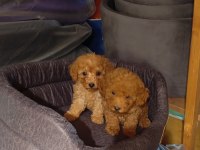 Poodle yavrularımız mini ve toy boy renk renk