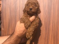 Toy Poodle Yavrularımız