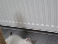 Yeni Yuvasına Hazır British Shorthair Yavrumuz