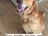 Ücretsiz takip şartıyla sahiplendirilecek golden retriever
