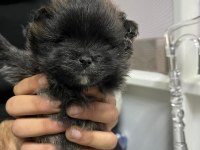 Pomeranian boo