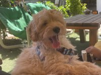 3 aylık maltipoo