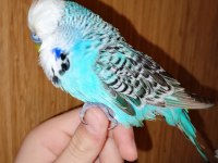 Erkek show jumbo muhabbet kuşu